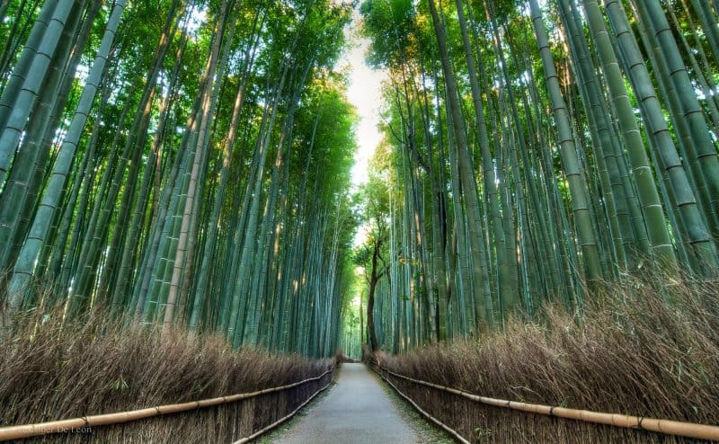 جنگل بامبو آراشیاما در ژاپن یکی دیگر از زیباترین مکان های جهان