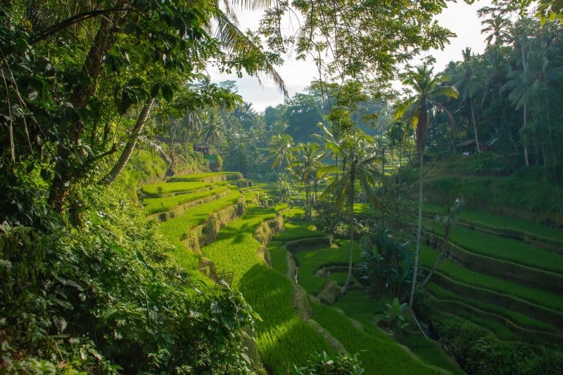 اوبود بالی- اندونزی- زیباترین مکان های جهان