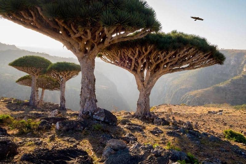 جزایر سوکوترا در یمن - زیباترین مکان های جهان